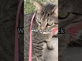 What the heck (pt 70) #trending #trend #trendingshorts #cat #funny #viral #cute #fyp #music #sound