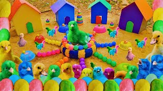 World Cute Chickens, Colorful Chickens, Rainbows Chickens, Cute Ducks, Cat, Rabbits,Cute Animals🐤🐣