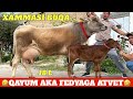 QAYUM AKA ARZONCHI FEDYAGA ATVET⭐️BOLASI BUQA 1.QORIN SIGIRLAR🥇ULGURIB QOLIN🔥
