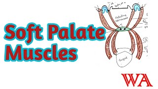 Soft palate - Muscles and nerve supply[World of Anatomy] screenshot 3