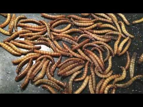 Video: Maukah Anda Minum Mealworm Margarita Ini? (Ini Resepnya)