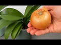 Orchid Hack: Guaranteed to Make Your Orchids Bloom More