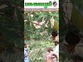 நீங்களும் இத பயன்படுத்தி பாருங்கள் .Try using this too.#trending#viral#shorts#