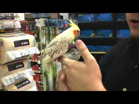 How to Buy a Cockatiel