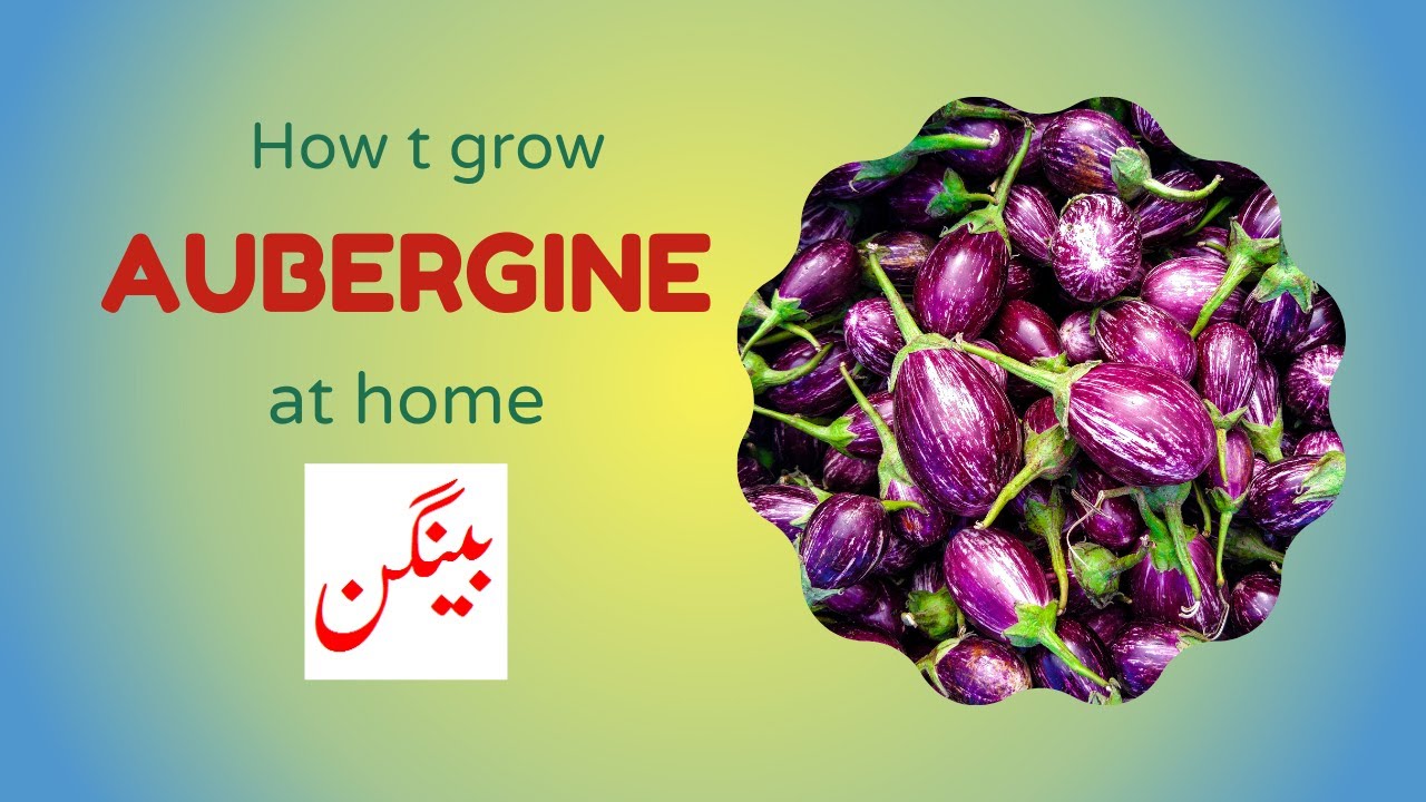 How to grow aubergine at home Brilliant House Plant YouTube