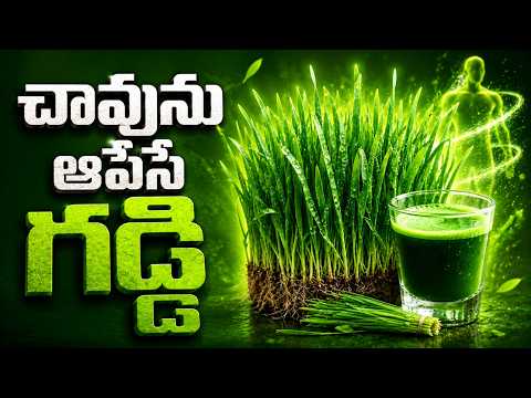 Wheatgrass: The Grass of Immortality Revealed! | అమరత్వం ఇచ్చే గోధుమ గడ్డి రహస్యం! | Nature Cure