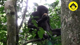 Feeding behavior of an alpha male bonobo!【Observations of Bonobos #164】