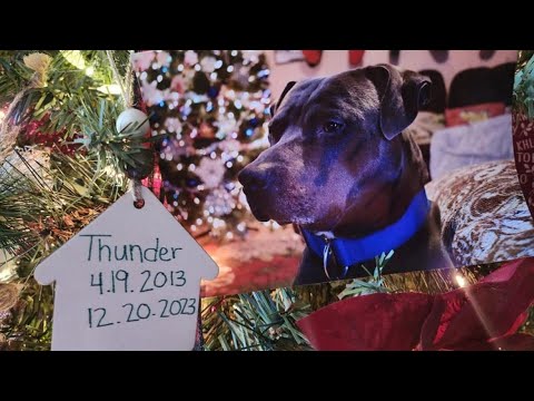 saying goodbye to my childhood dog. vlog #427