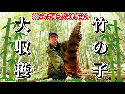 静岡】採ったどー！！！【たけのこ掘り】 - YouTube