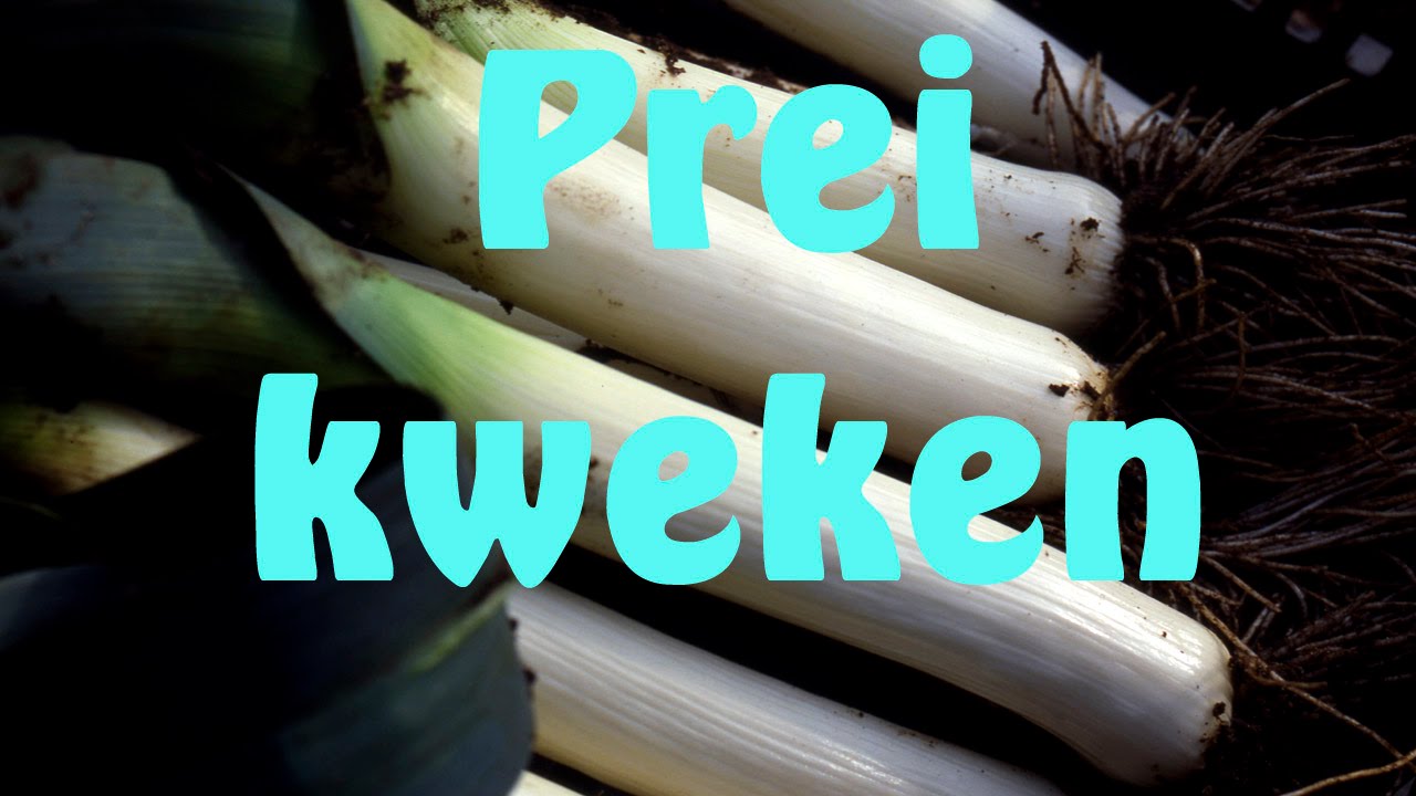 Prei kweken van zaad