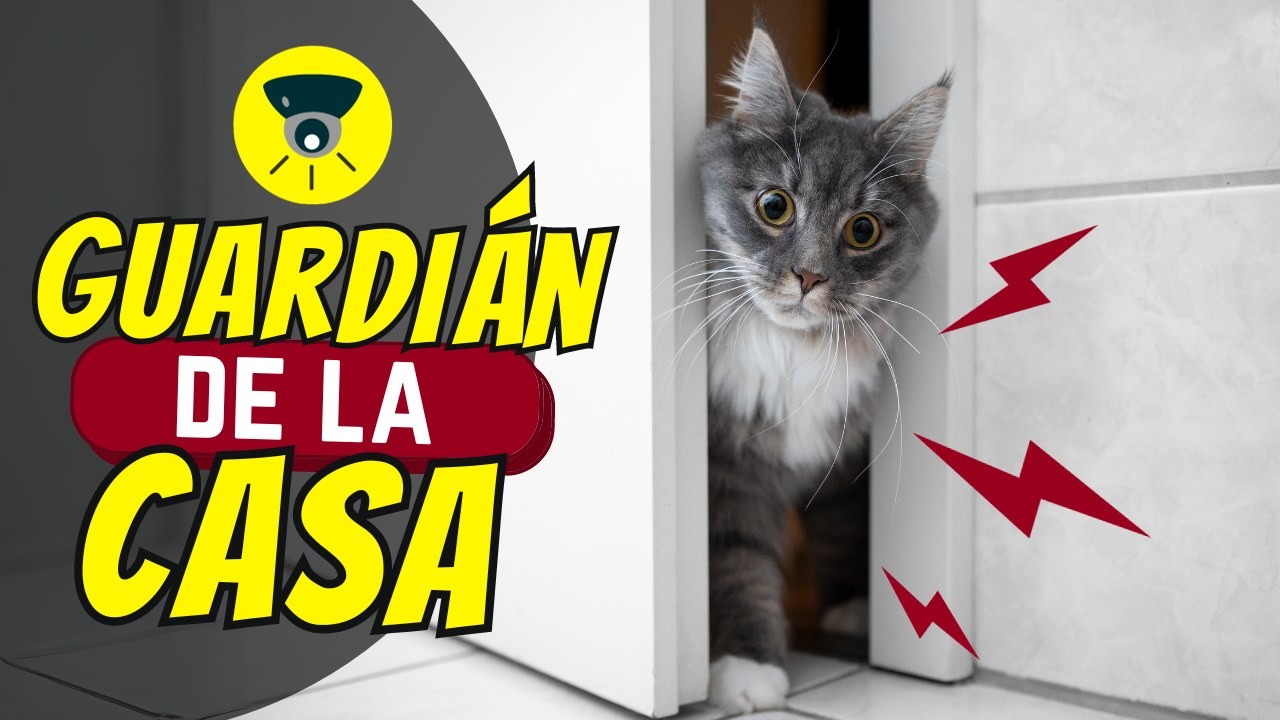 7 Cosas Que Hace Tu Gato Para Proteger Tu Hogar