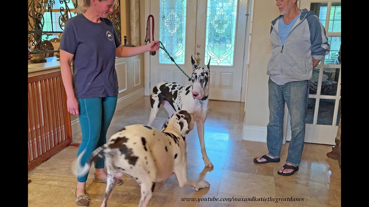 Funny Happy Bouncing Reunion Of Great Dane Puppy & His Auntie Dog