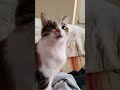 Where Is E Catvideos Cat Catshorts Cute Cutecat 