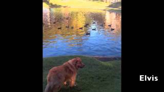 Stories Of Multiple Pets - Austin Texas