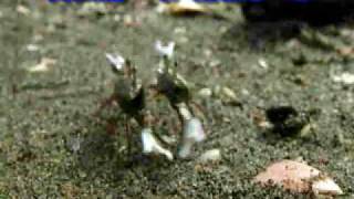 角眼拜佛蟹(角眼切腹蟹)---編輯版