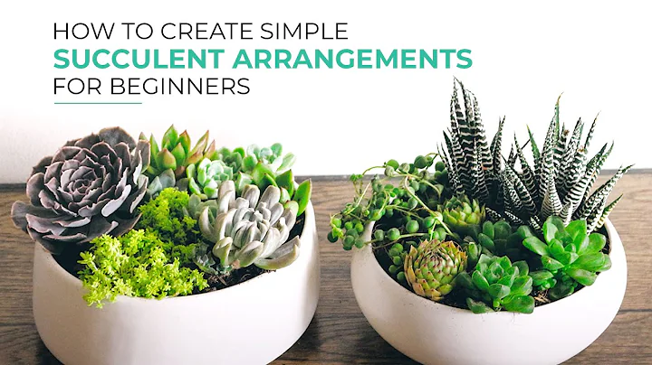 Simple Ways to Make Beautiful Succulent Arrangements for Beginners!