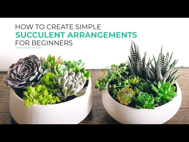 Simple Ways to Make Beautiful Succulent Arrangements for Beginners! -  YouTube