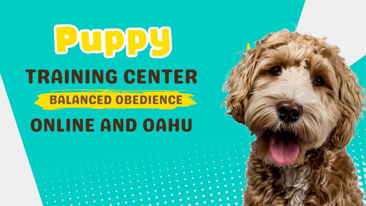 Clicker Training for Puppies: How to Get Started | Balanced Obedience | Online and Oahu