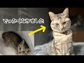 保護した仔猫との2年間