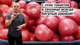 Одни Из Лучших Высокорослых Томатов, Или, Что Будем Выращивать В Теплице!