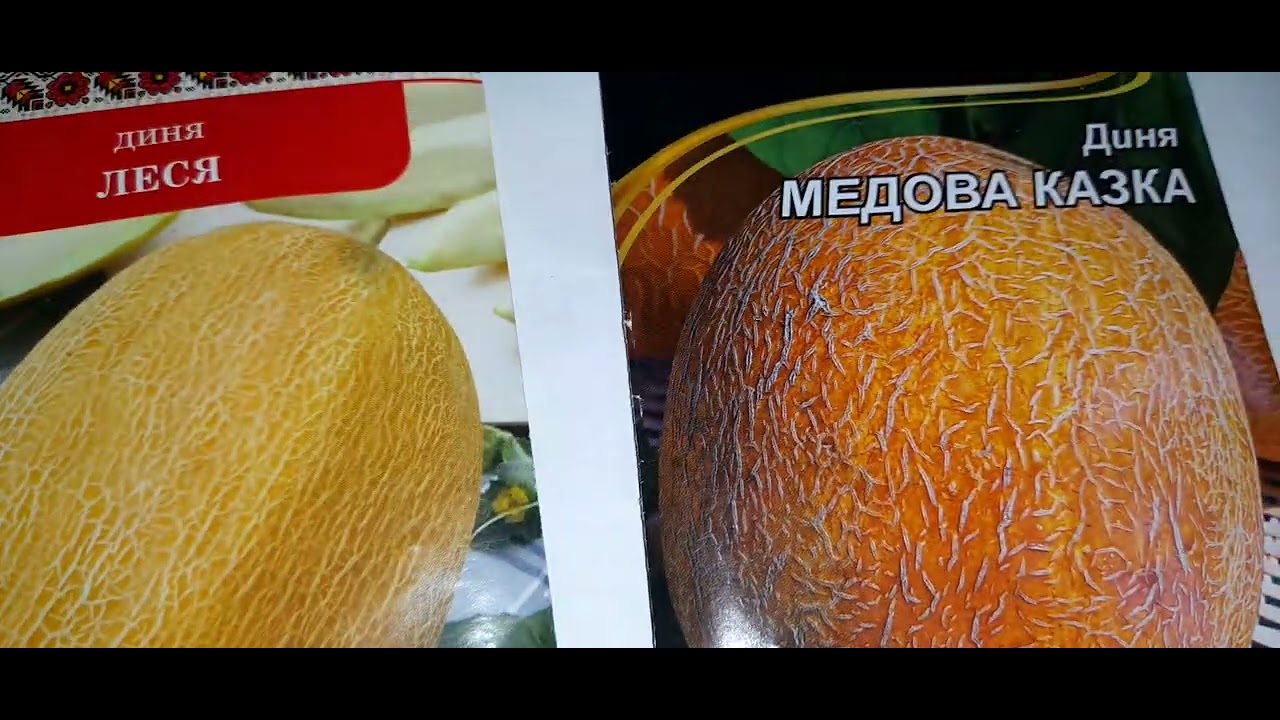 ДИНІ!Улюблені, урожайні, невибагливі і дуже смачні сорти динь, які я вирощую на городі
