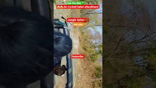 Unbelievable Safari Moment 😱 | Jungle King 🐅 #shorts #shortsfeed #safari #tiger