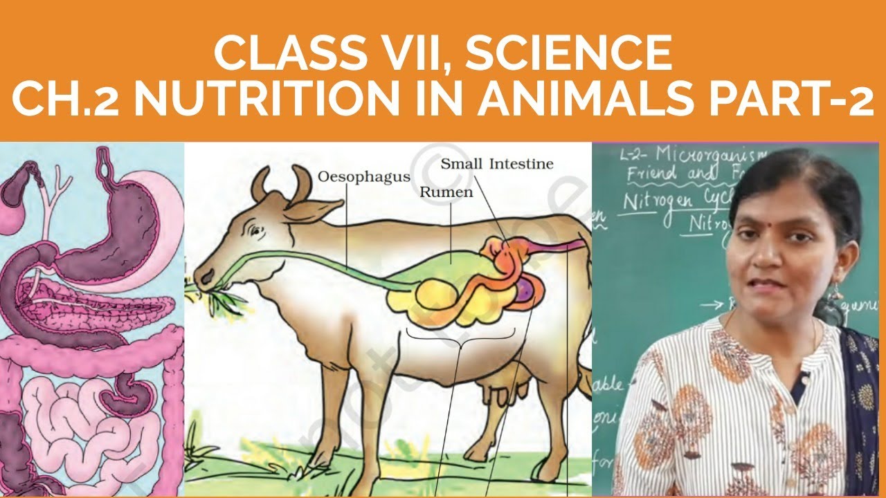 Class VII Science, Ch.2 Nutrition in Animals Part-2 - YouTube