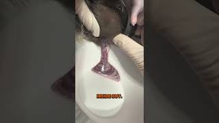 How to Treat a Guinea Pig Tooth Root ABSCESS; Marsupialization