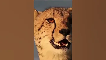 صوت الفهد واضح جدا سبحان الله لمن لم يسمعه 