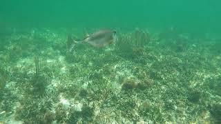 Buffalo Trunkfish Lactophrys Trigonus