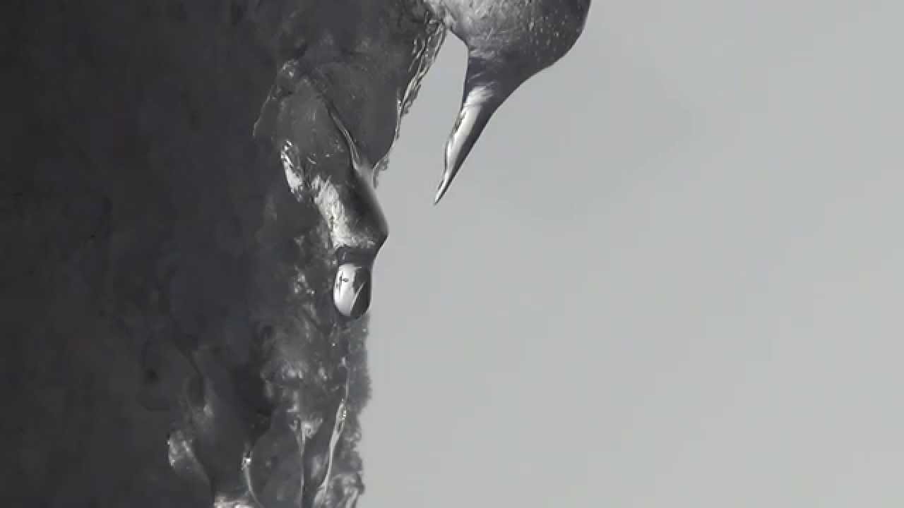 'ESSENTIE - Leven in balans' (filmtrailer)