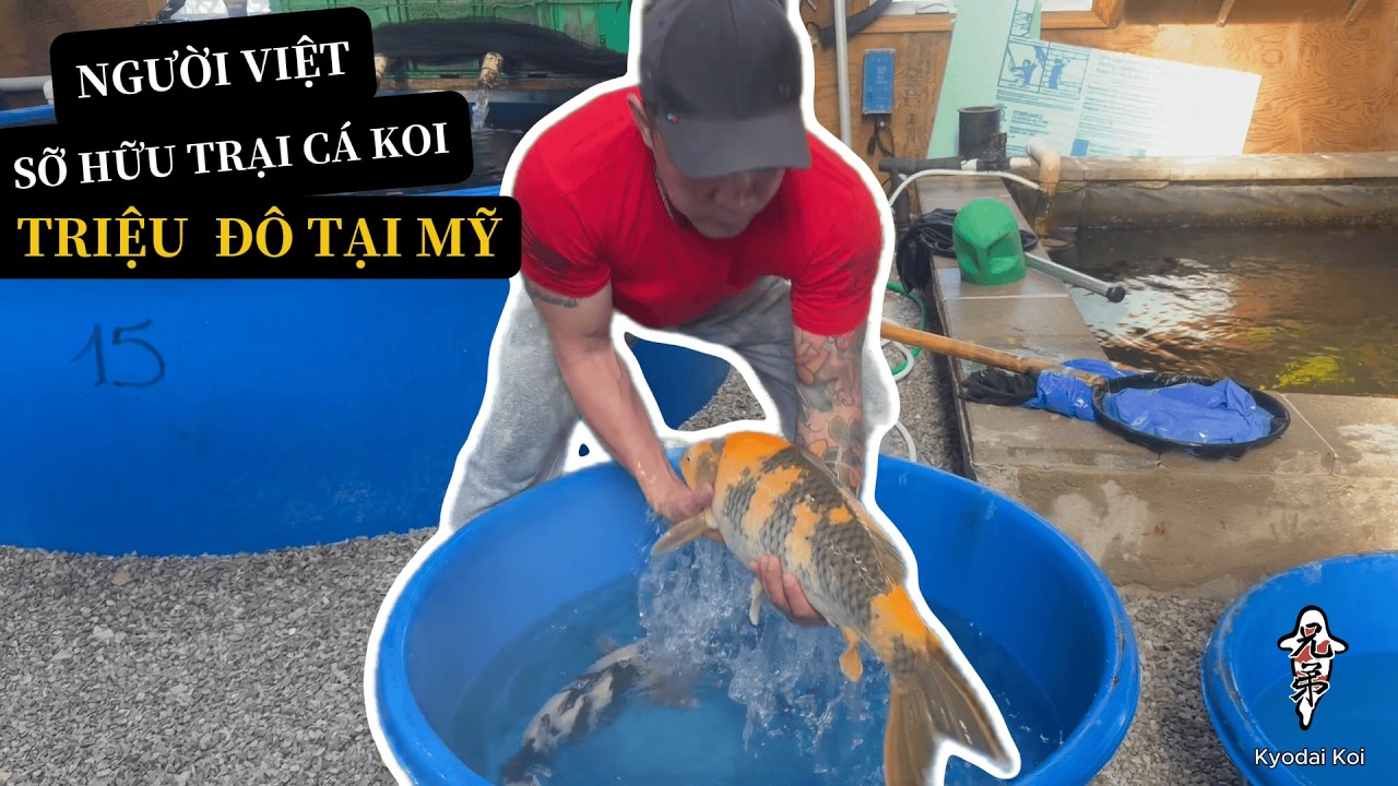 Alex Nguyen Giới Thiệu Dàn Cá Koi Triệu Đô