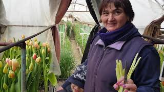 Сімейний бізнес з вирощування квітів у Кропивницькому
