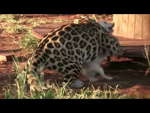 Video: Är jaguarer och pantrar samma sak?