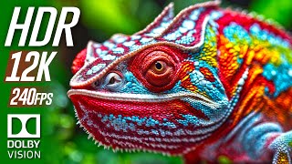 Colorful Earth's Beauty in HDR 12K 240 FPS (DOLBY VISION™)