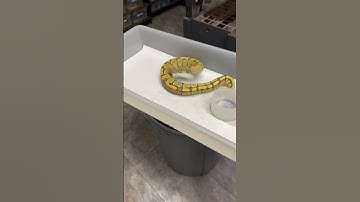 Spicy Hypo enchi ball python😳😳 #reptile #ballpython  #snake #reptileworld  #animal #pet #reptiles