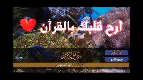 ما تيسر من سورة الزمر تلاوة مميزة❤️|قرأن كريم