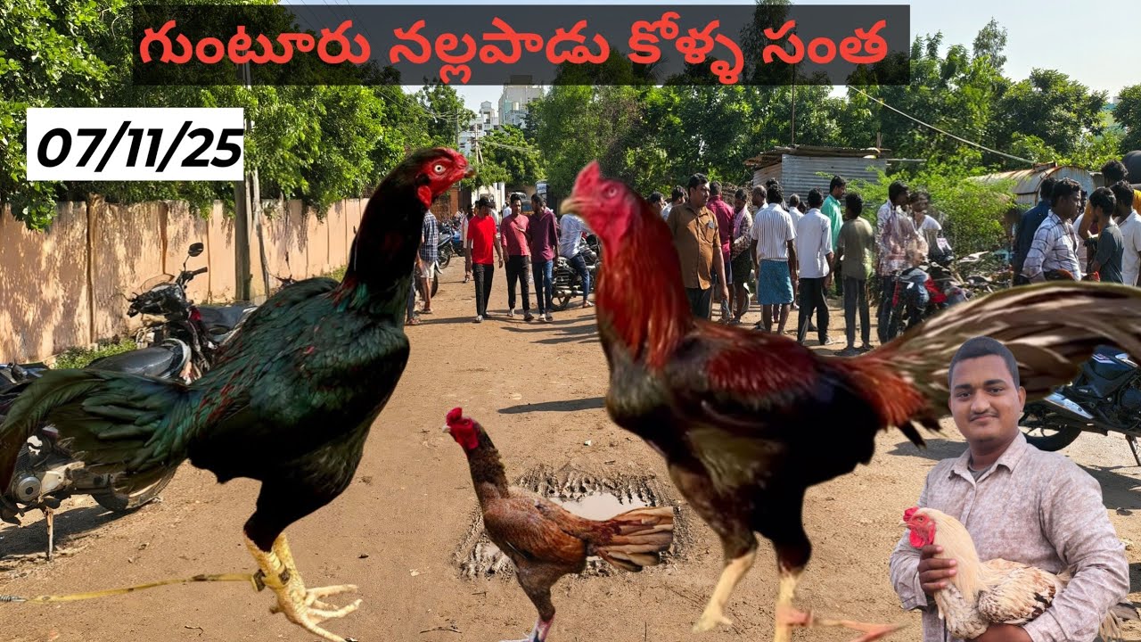 Nallapadu kodipunjulu santha nallapadu kolla santha Vijayawada kodipunjulu market kollamarket 