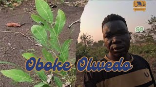 Adopted By Catholic Church, The Most Powerful Spiritual Plant For Blessings in Acholi - Oboke Olwedo