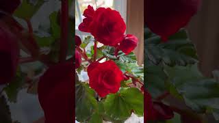 【susan】begonia