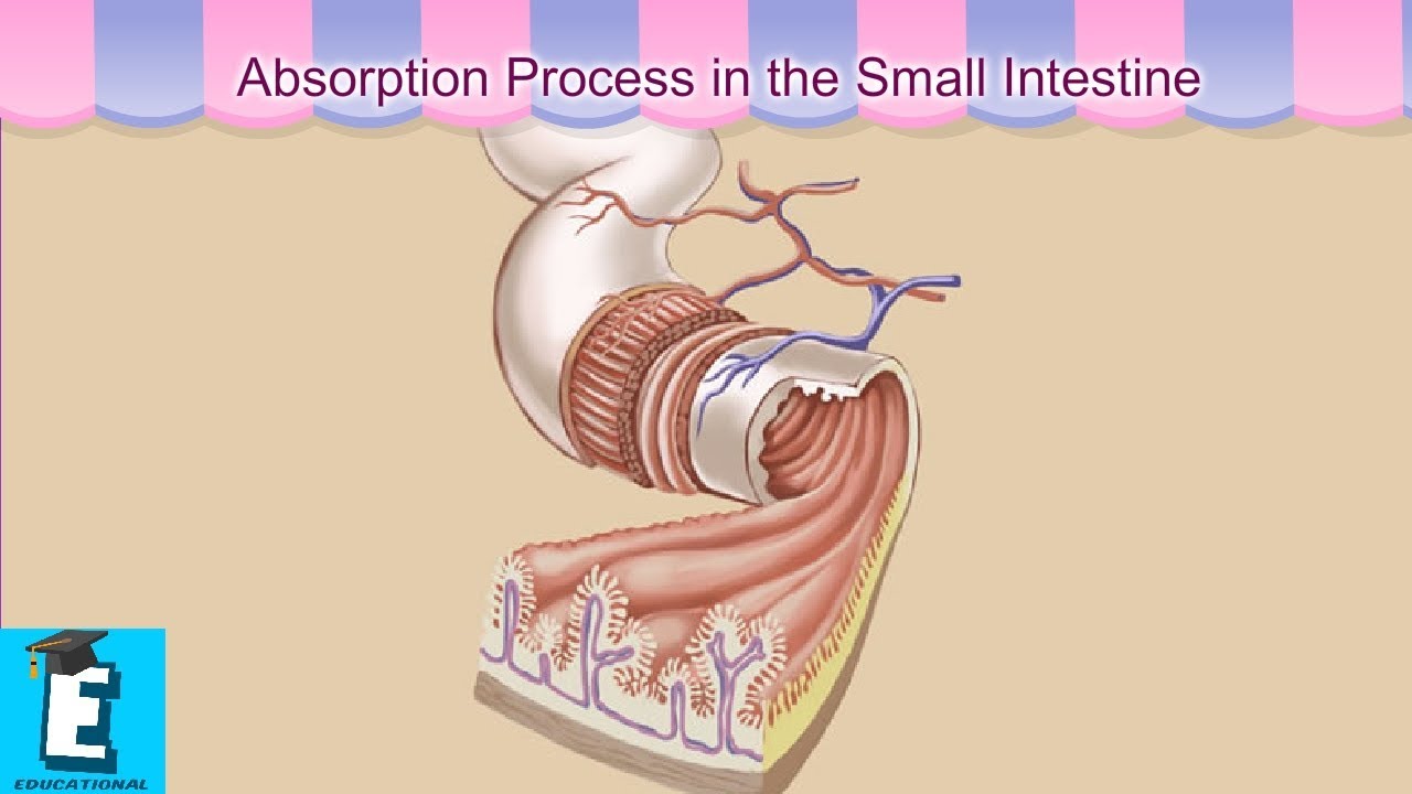Absorption Process in the Small Intestine Learn for Children and Kids ...