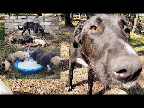 Βίντεο: ¿Por Qué Mi Perro Προστασία του Πλάτωνα της Comida;