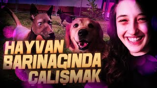 HAYVAN BARINAĞINDA ÇALIŞMAK | ANIMAL SHELTER #1 screenshot 1