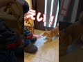 最後の消え入りそうな声で「あ゛〜」って言うとこが可愛すぎて #柴犬