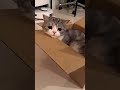 #shorts || Gak tega ninggalin kucingnya