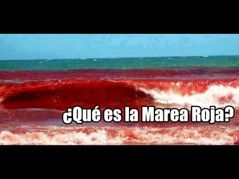 Vídeo: ¿Es La Marea Roja Perjudicial Para Los Humanos? Qué Saber