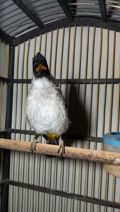 Suara burung kutilang gacor full isian ngoceh