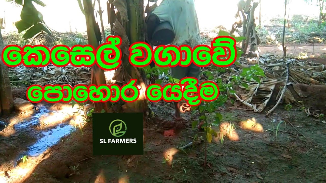 August 26, 2024slfarmers|banana|කෙසෙල් වගාවට සුදුසු පොහොර|