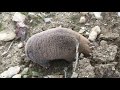 A mole digging a hole cauught on camera Mp3 Song