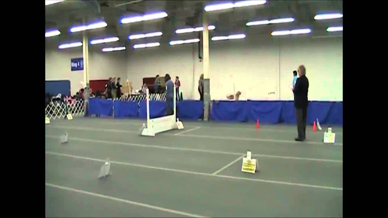 Youtube Akc Rally Master Videos – OCWWI